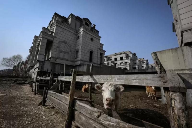 Cows are grazing: what does the “ghost town” look like China with mansions for rich people