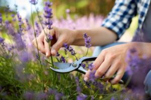 Why gardeners do not recommend cutting lavender low in the fall