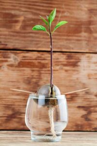 How to germinate an avocado seed in 30 days