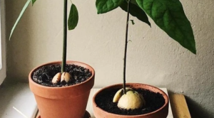  Florists told in which soil to plant a germinated avocado