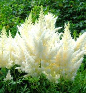 Unpretentious flowering perennial: twice as large as astilbe