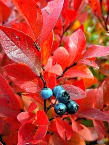 Five factors for blueberries to grow well in one place for 30 years