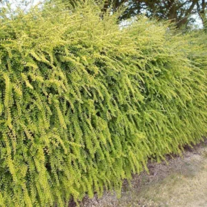 The hedge will remain green all year round if you plant these plants