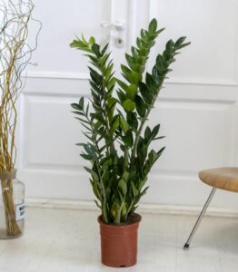 What Zamioculcas is most 