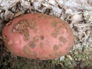 Why did potatoes grow in cracks and crooked