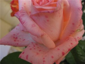 Why rose petals became spots: cut or leave