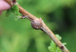 Four steps to save raspberries from galicia and didimella in the fall