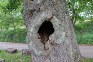 Four dangerous signs that a tree in the garden needs to be cut down