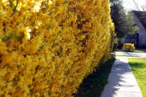 Forsythia — a bright addition to compositions with evergreen plants