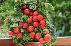 A bed of tomatoes on the windowsill will yield a harvest if you choose the right variety