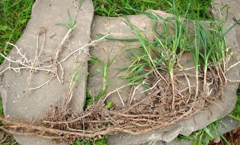 How to deal with wheatgrass to reduce the risk of wireworms in the soil