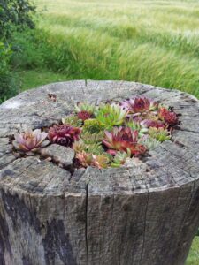 How to use a stump on the site after cutting down a tree