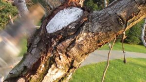 How to cure a large frostbite or burn on a fruit tree