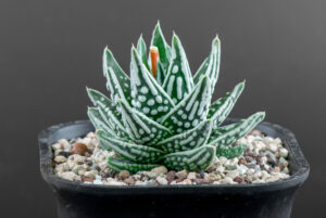 What succulents are not recommended to be bought for children as a gift