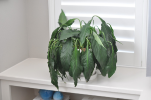 If you follow these rules, spathiphyllum will not drop its leaves after transplanting