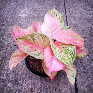 Collection and rare variety of aglaonema — with pink-green leaves