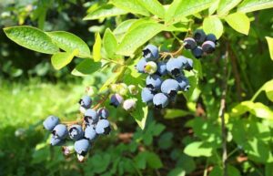 Do not apply these two fertilizers to blueberries, so as not to lose the harvest