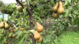 Five questions about pears that interest fruit tree owners the most