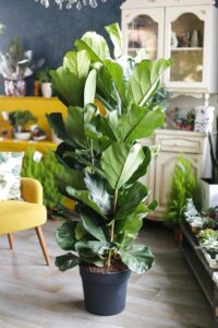 A plant that will make any interior expensive and rich