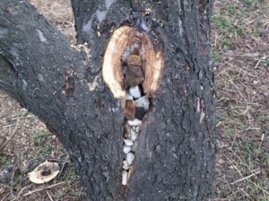 Gardeners told an effective procedure for treating a hollow in a tree