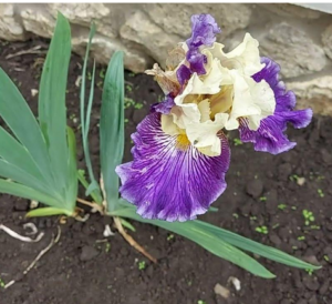 What you need to know about buying irises so you don't get scammed