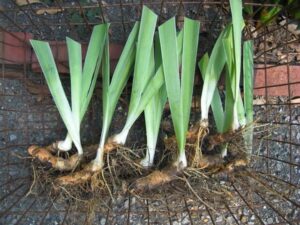 Six rules for transplanting so that varietal irises do not freeze