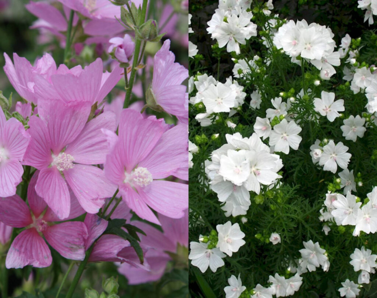 Three flowering plants for decorating garden path borders