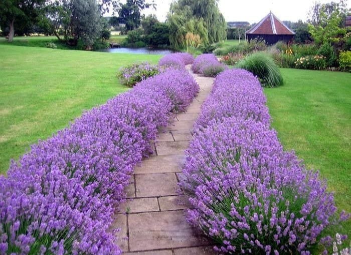 Three flowering plants for decorating garden path borders