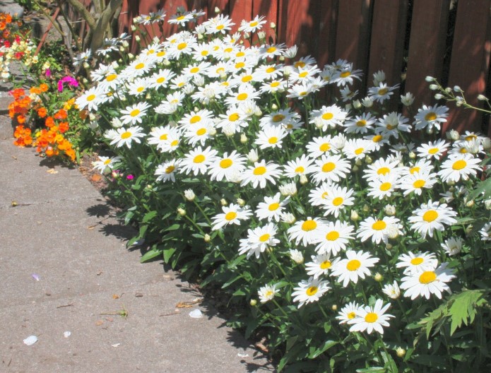 Three flowering plants for decorating garden path borders