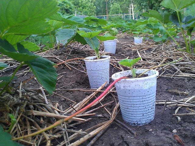 Which strawberry shoot to choose for propagation