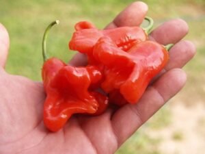 Unusual variety of pepper: bitter and decorative in the form of bells