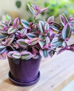 Five good reasons to start growing Tradescantia Nanuk