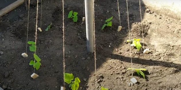 How to properly tie up cucumbers in a greenhouse and open ground