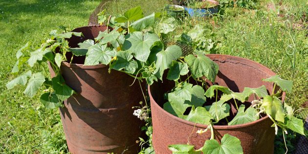 How to properly tie up cucumbers in a greenhouse and open ground