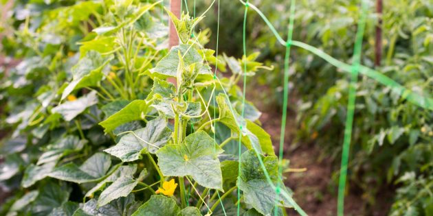 How to tie cucumbers correctly in a greenhouse and open ground